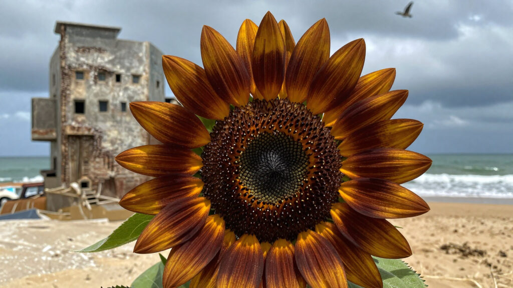 Close-up of a Sunflower with a Historic Coastal Building Background