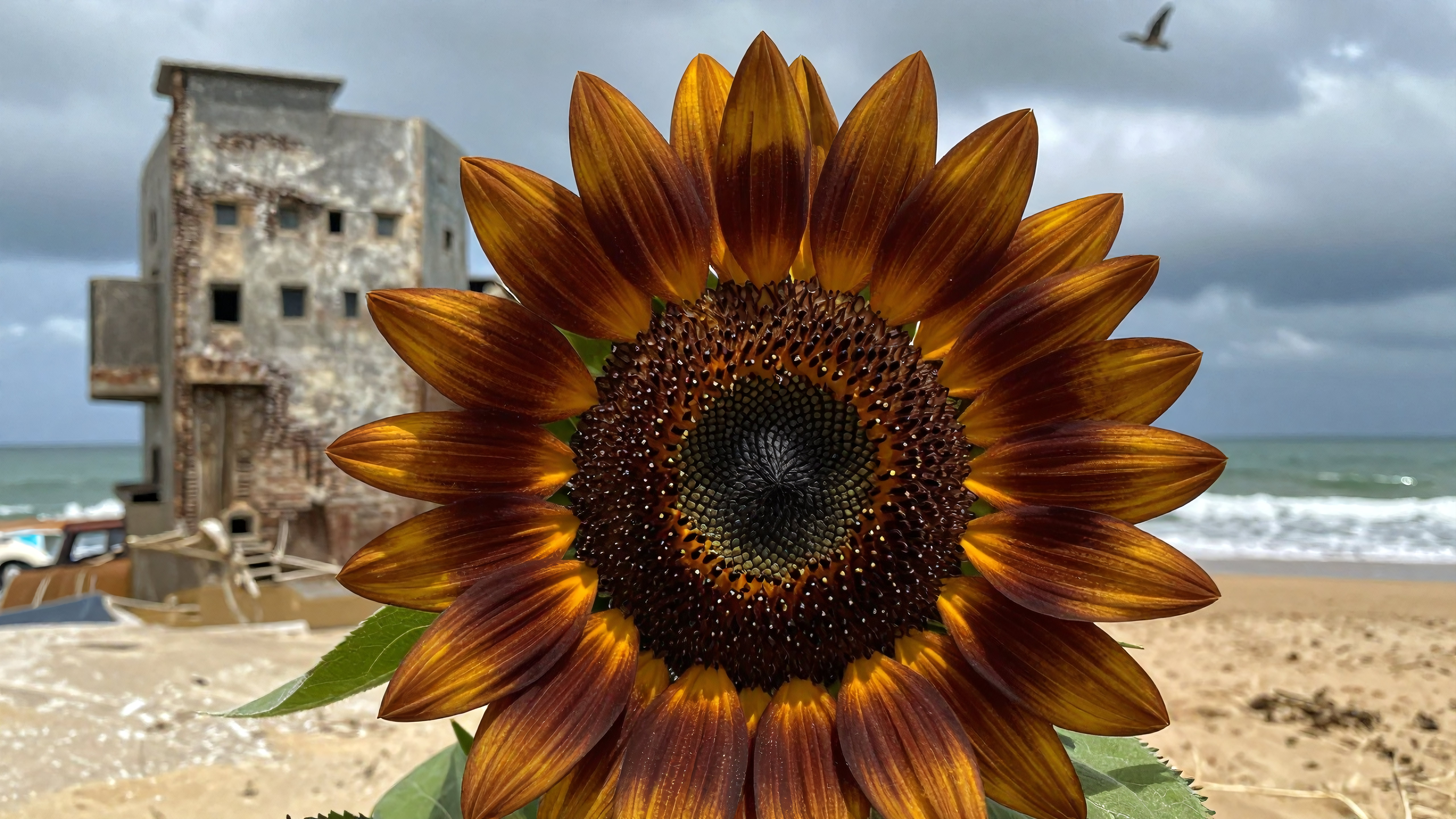 Close-up of a Sunflower with a Historic Coastal Building Background