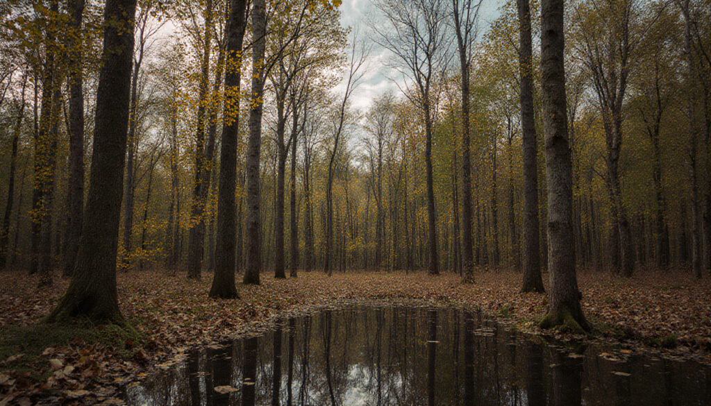 Autumn Forest with Reflective Pond and Fallen Leaves
