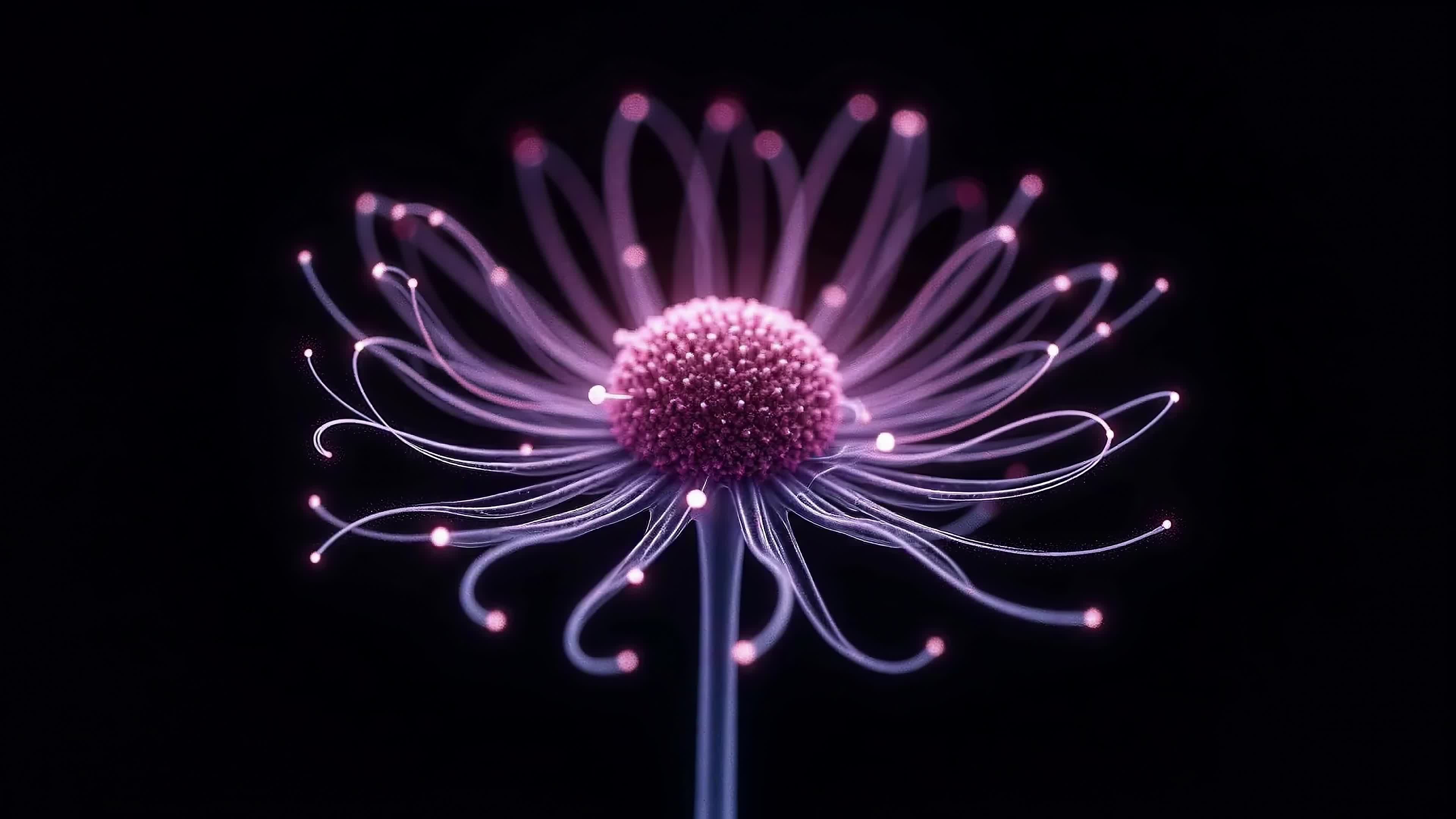 4K Video - Futuristic glowing pink flower blooming on black void with sparkling particles and dynamic light trails.
