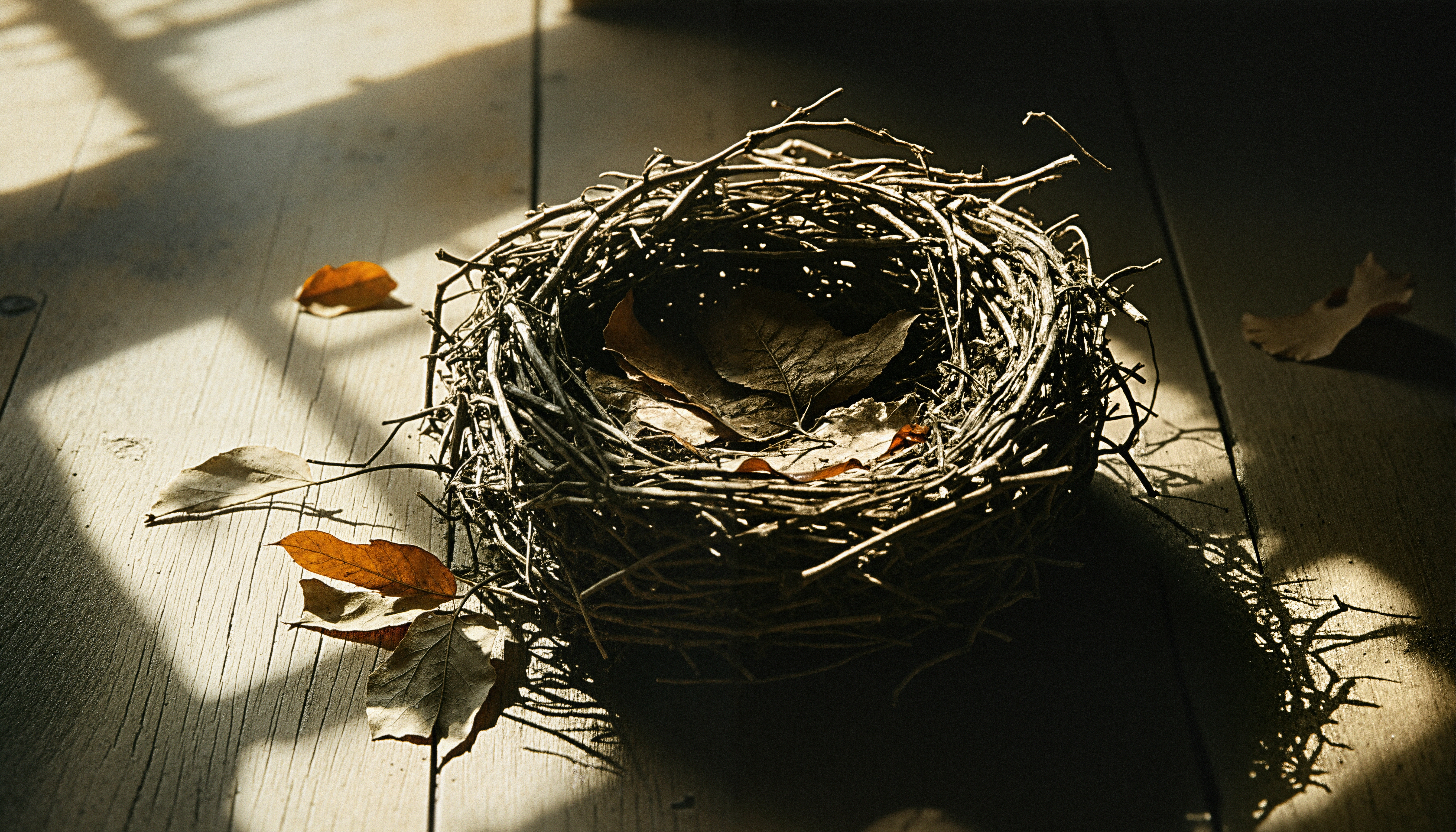 A bird's nest with twigs and leaves illuminated by sunlight.