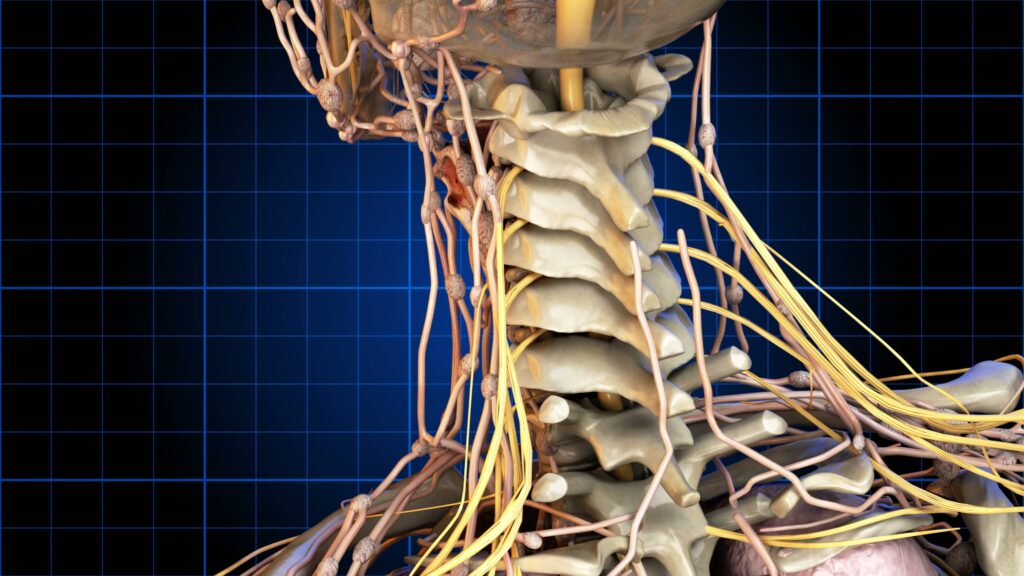 Cervical Spine and Nerves 4K Video Loop