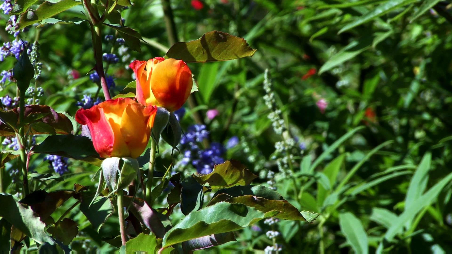 Free HD video of two colorful roses blooming among greenery and purple flowers