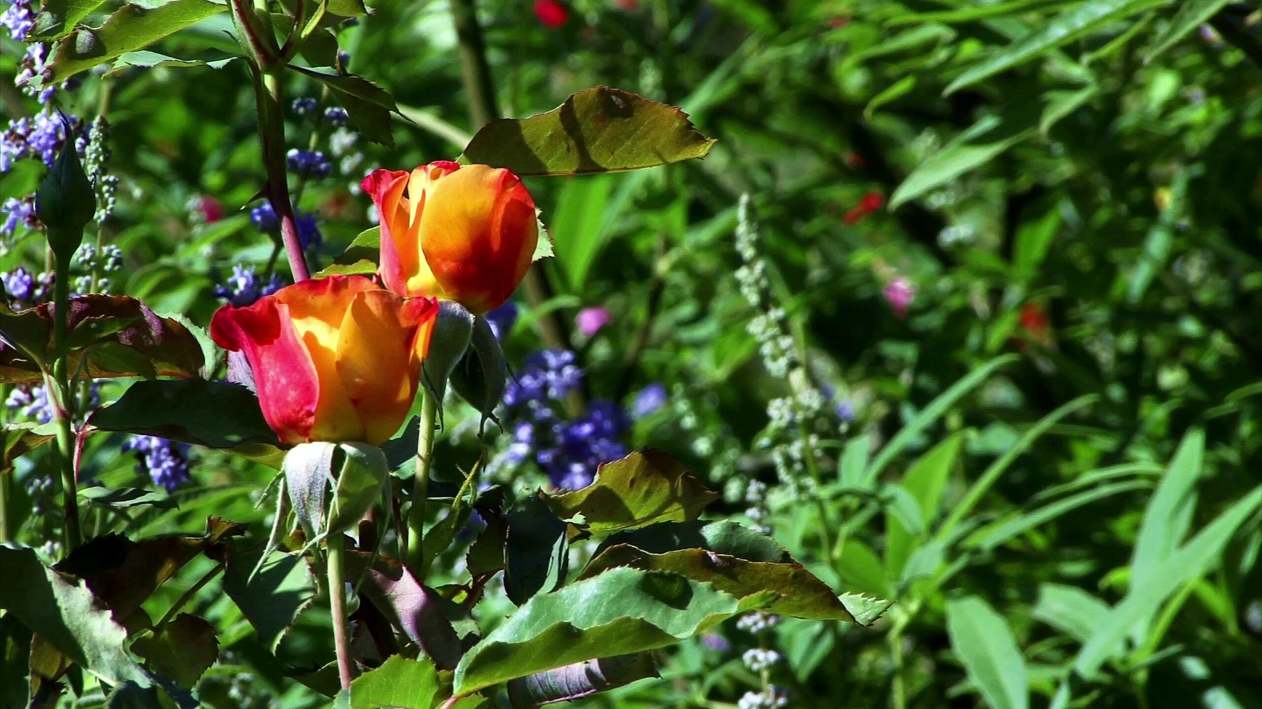 4K video of two colorful roses blooming among greenery and purple flowers.