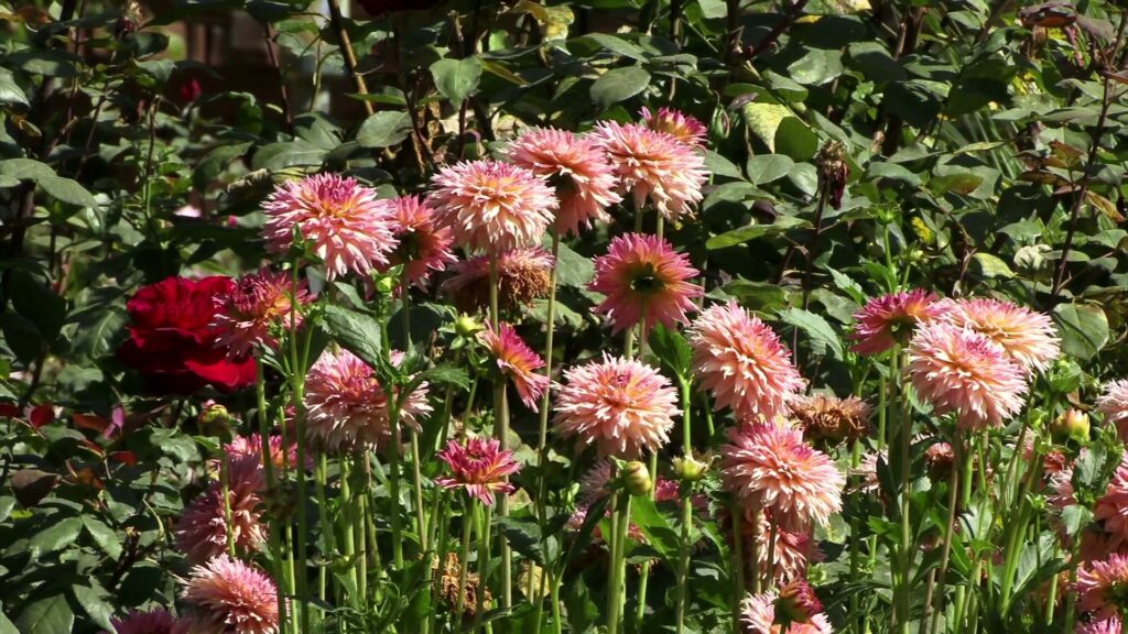 The video showcases a vibrant garden filled with blooming flowers.