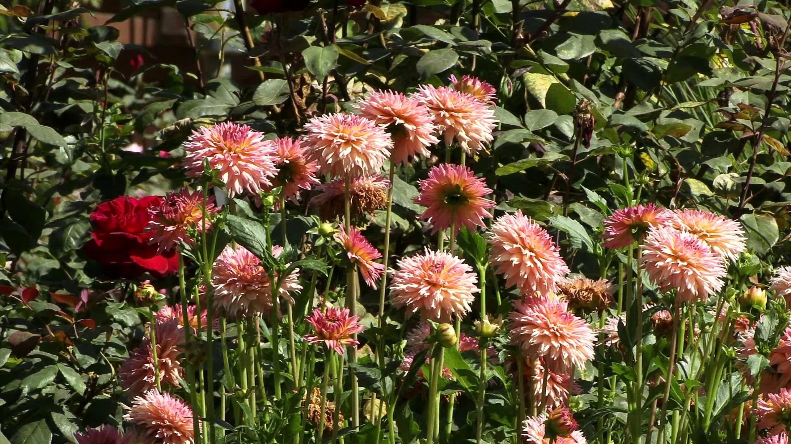 4K video of blooming pink dahlias in sunny garden bed surrounded by greenery