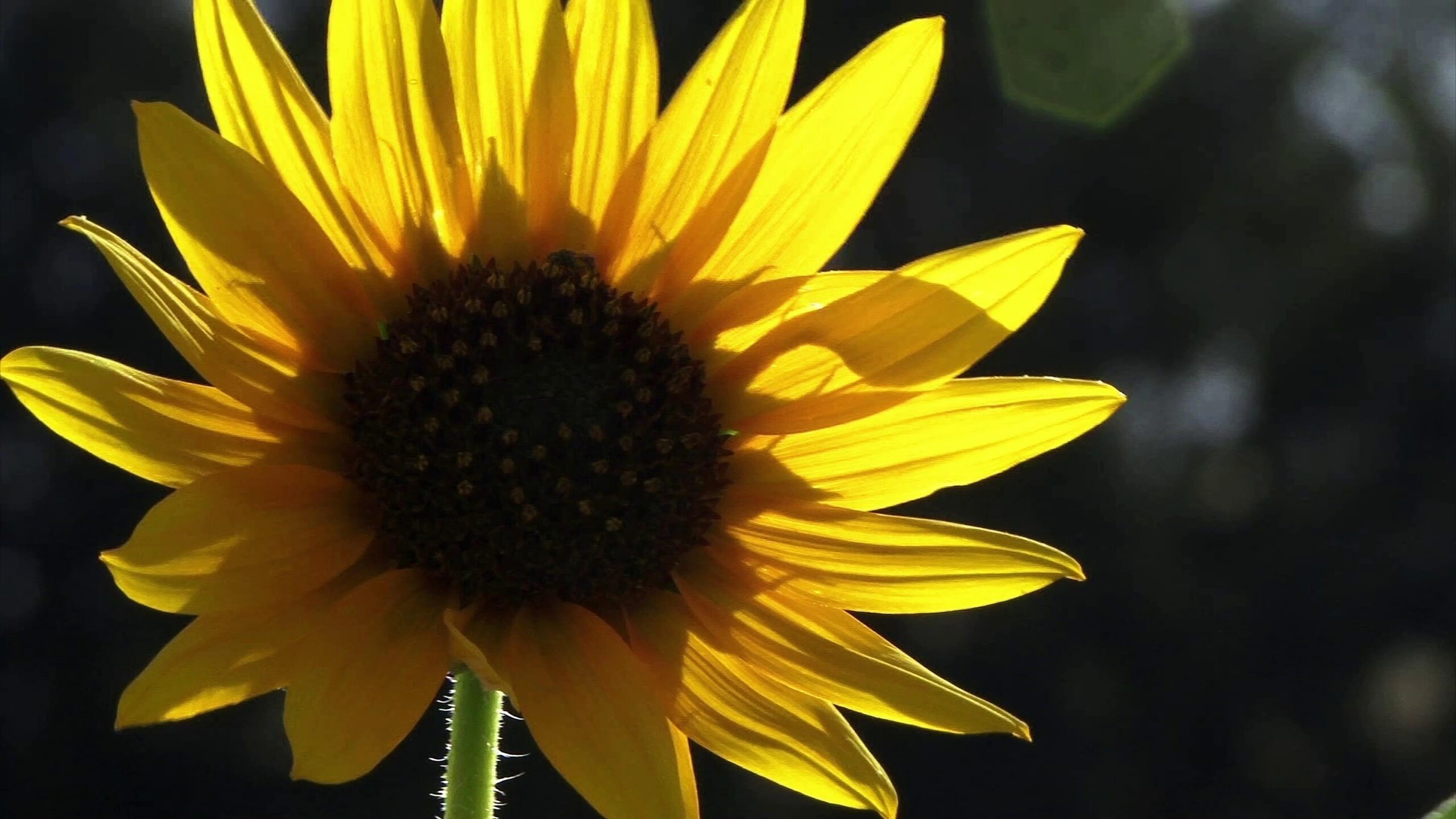 4K video close up of a vibrant sunflower blooming outdoors.