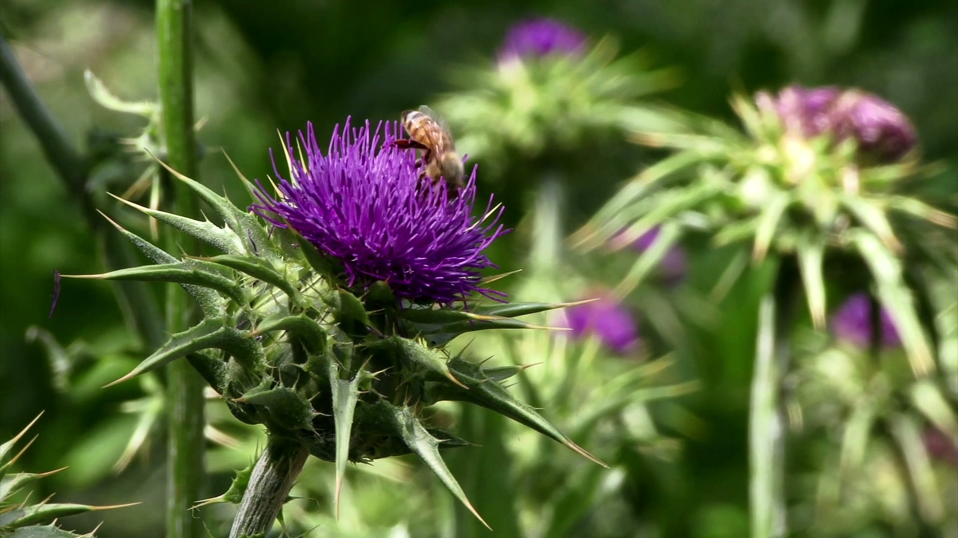 A bee pollinating a purple thistle flower with sharp green leaves on a sunny day.