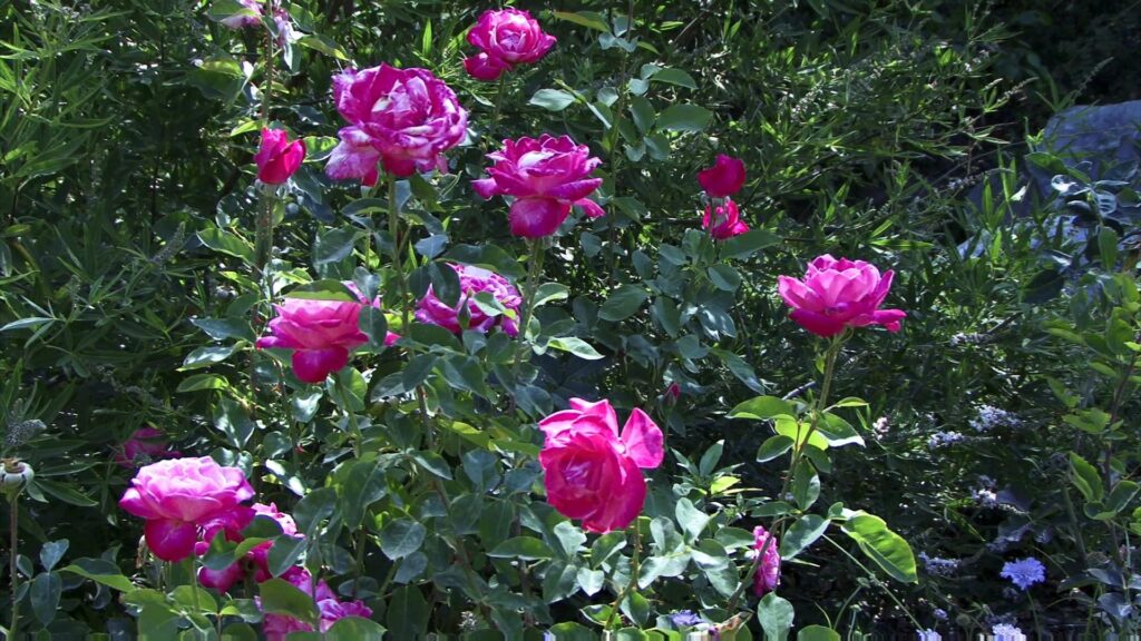 HD video pf vibrant pink roses blooming in a sunny garden surrounded by greenery.