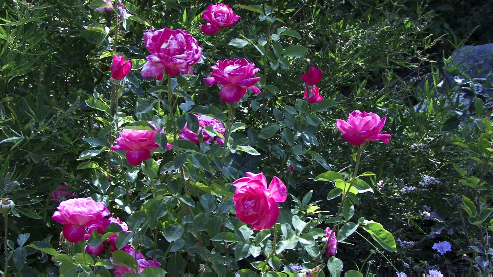 HD video pf vibrant pink roses blooming in a sunny garden surrounded by greenery.