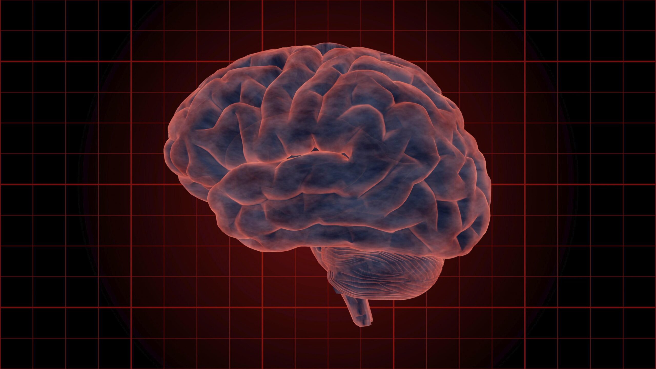 4K video loop animation of a rotating human brain showcasing detailed anatomical structures with a red grid background.