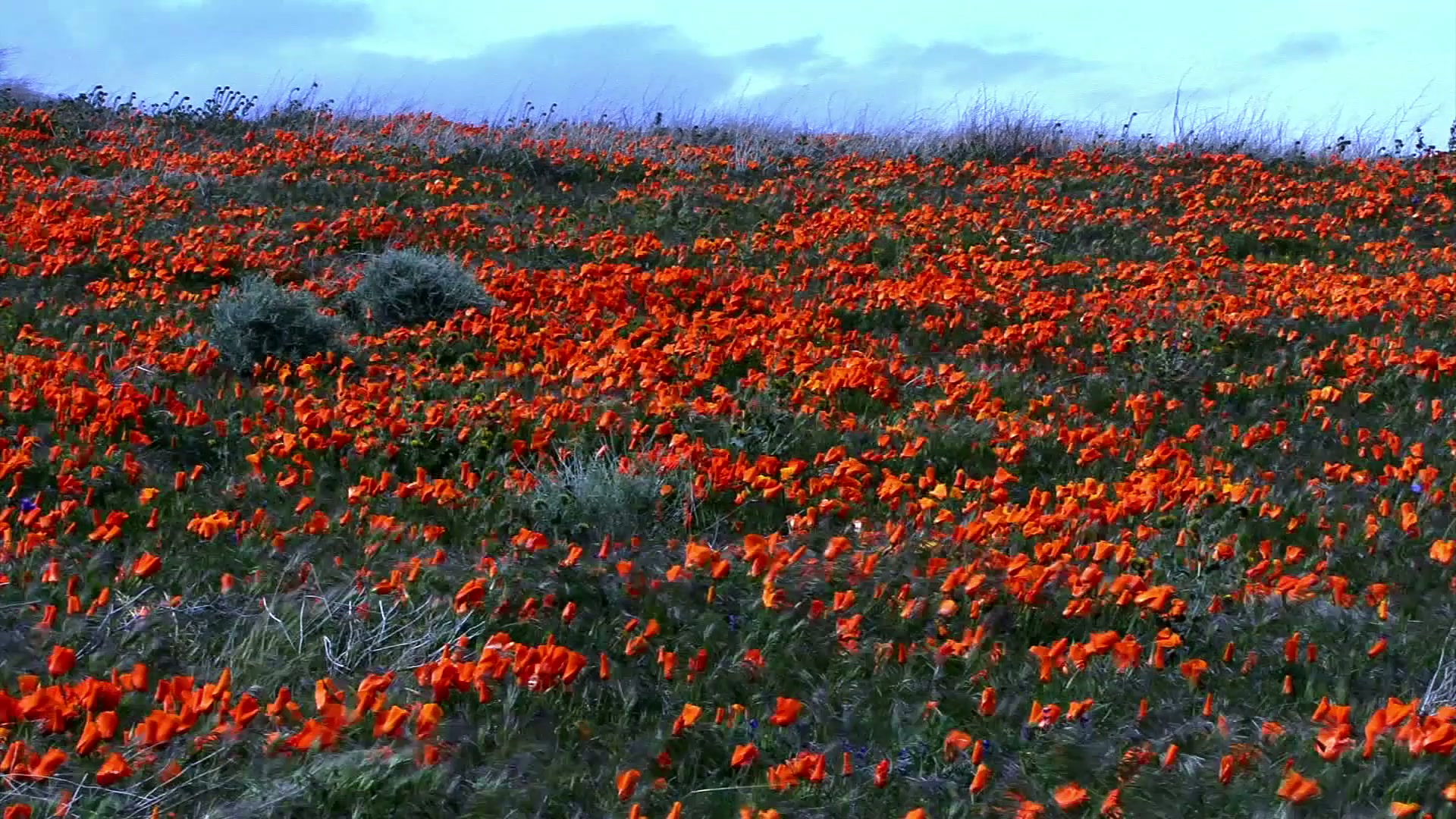 This video captures a vibrant expanse of orange poppies covering a lush green field on a windy day.