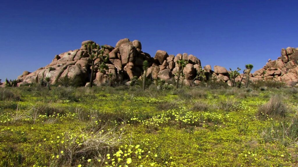 A stunning desert landscape video with large boulders and vibrant yellow wildflowers blowing in the wind under a clear blue sky, featuring scattered Joshua trees.
