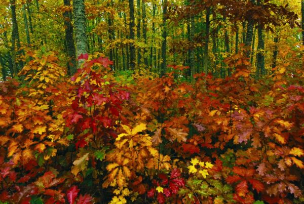 Vibrant forest landscape during autumn, showcasing colorful red, yellow, and orange leaves with tall trees in the background, creating a serene and tranquil natural scene.