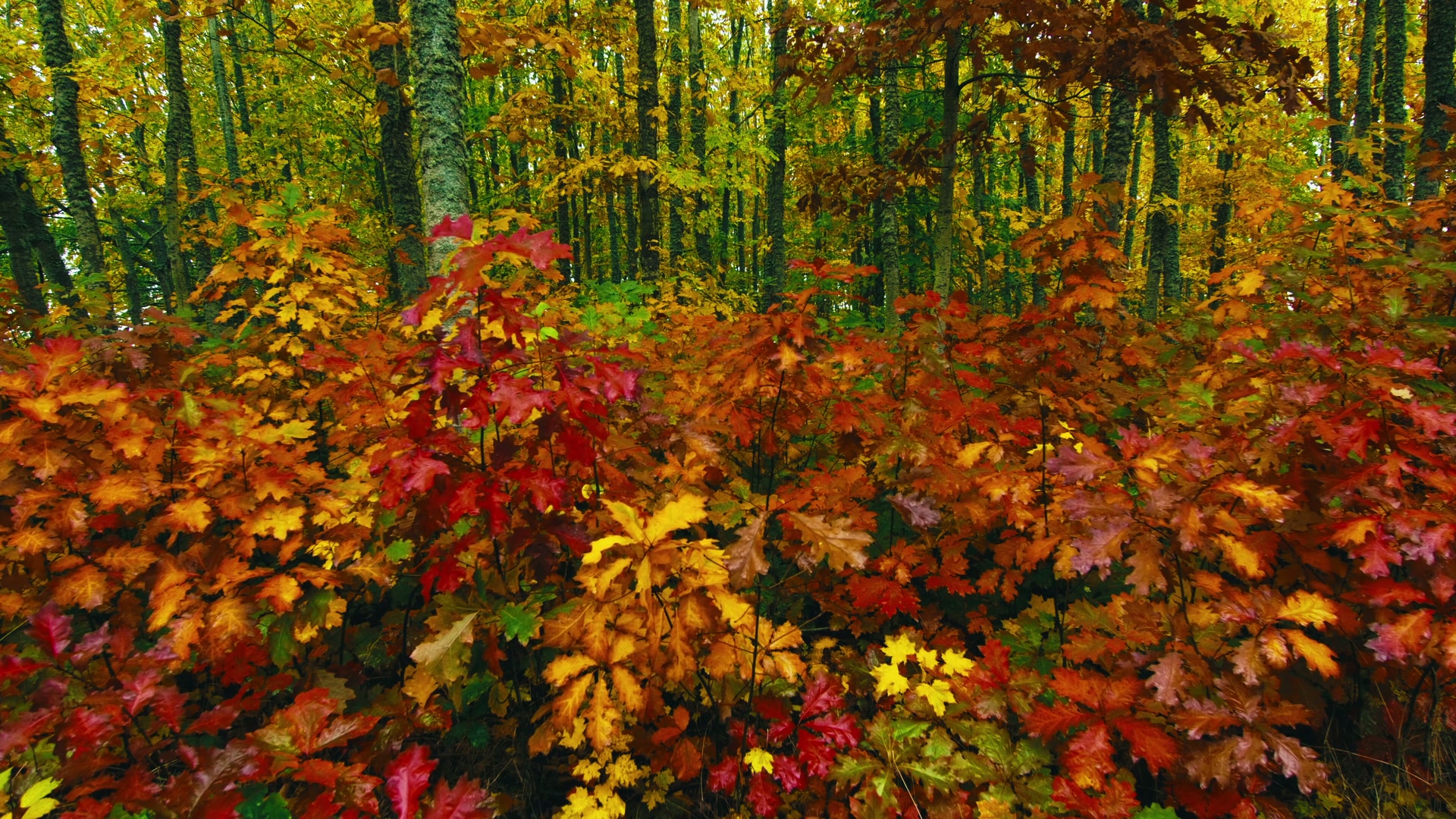 Vibrant forest landscape during autumn, showcasing colorful red, yellow, and orange leaves with tall trees in the background, creating a serene and tranquil natural scene.