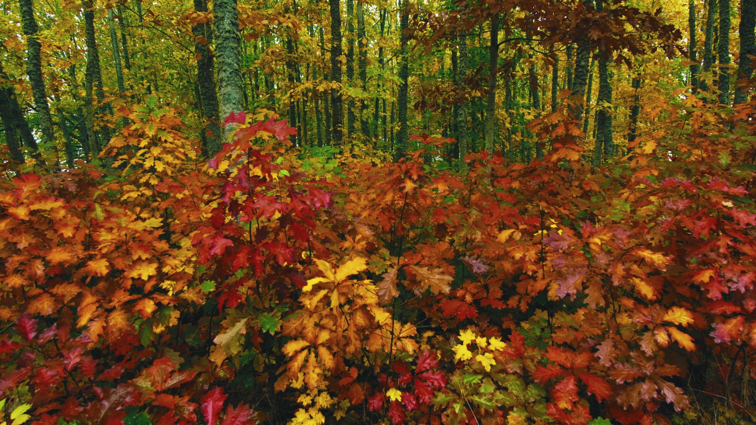 A vibrant 4K video of an autumn forest with colorful leaves.