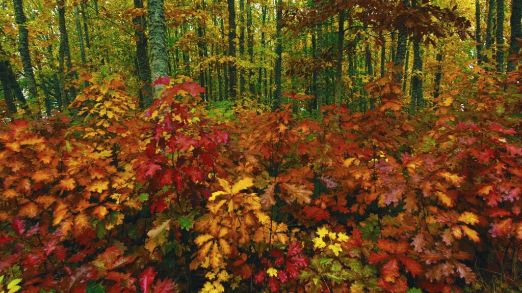 Vibrant video of an autumn forest with colorful leaves.
