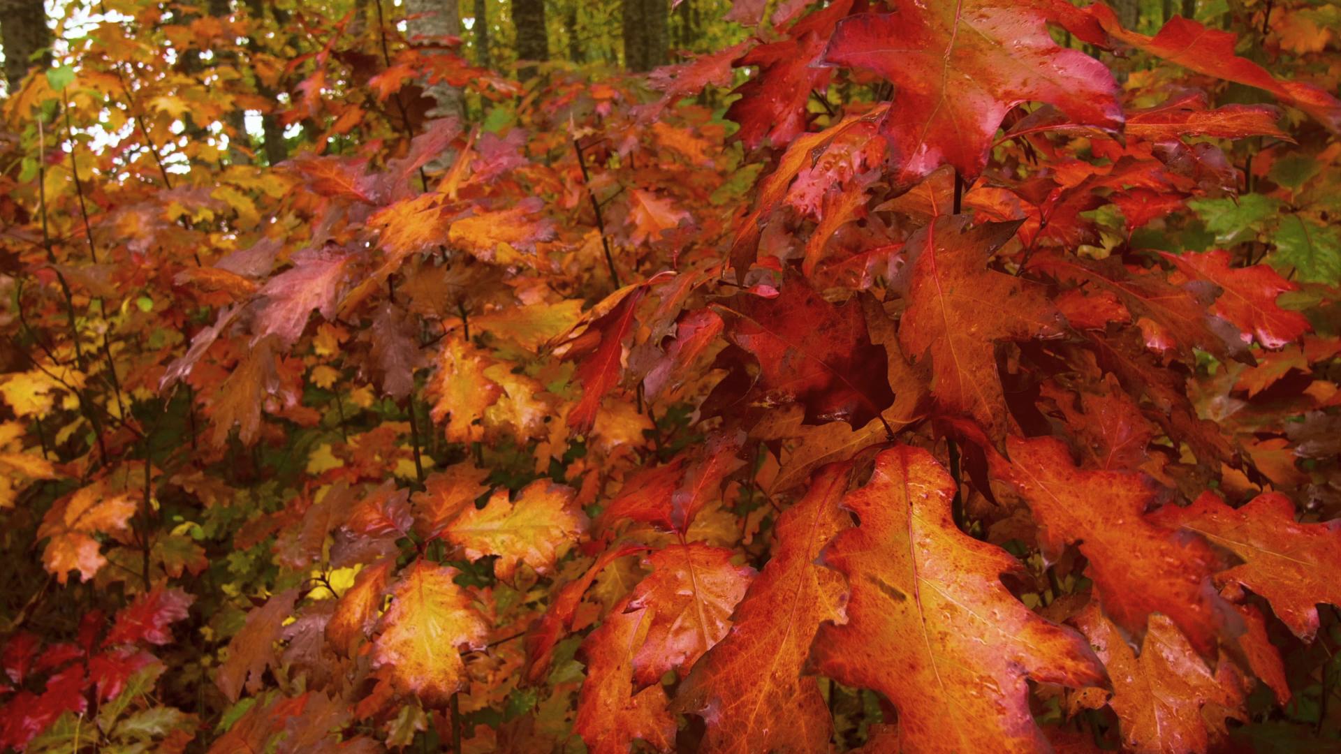 Vibrant autumn leaves in forest setting showing vivid colors in HD video.