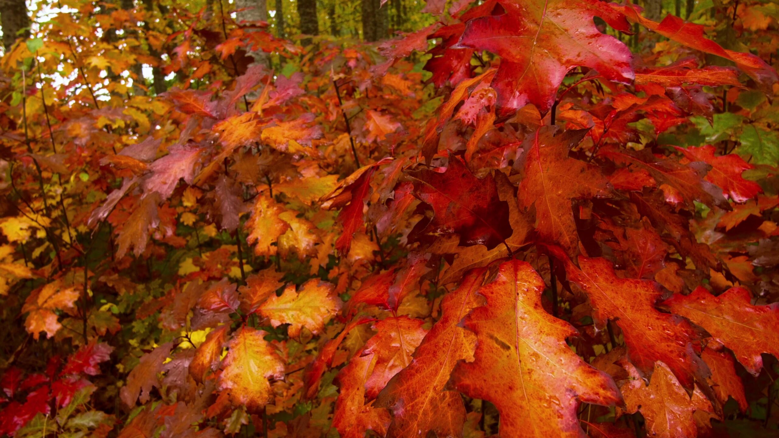 Vibrant autumn leaves in forest setting showing vivid colors in 4K video.