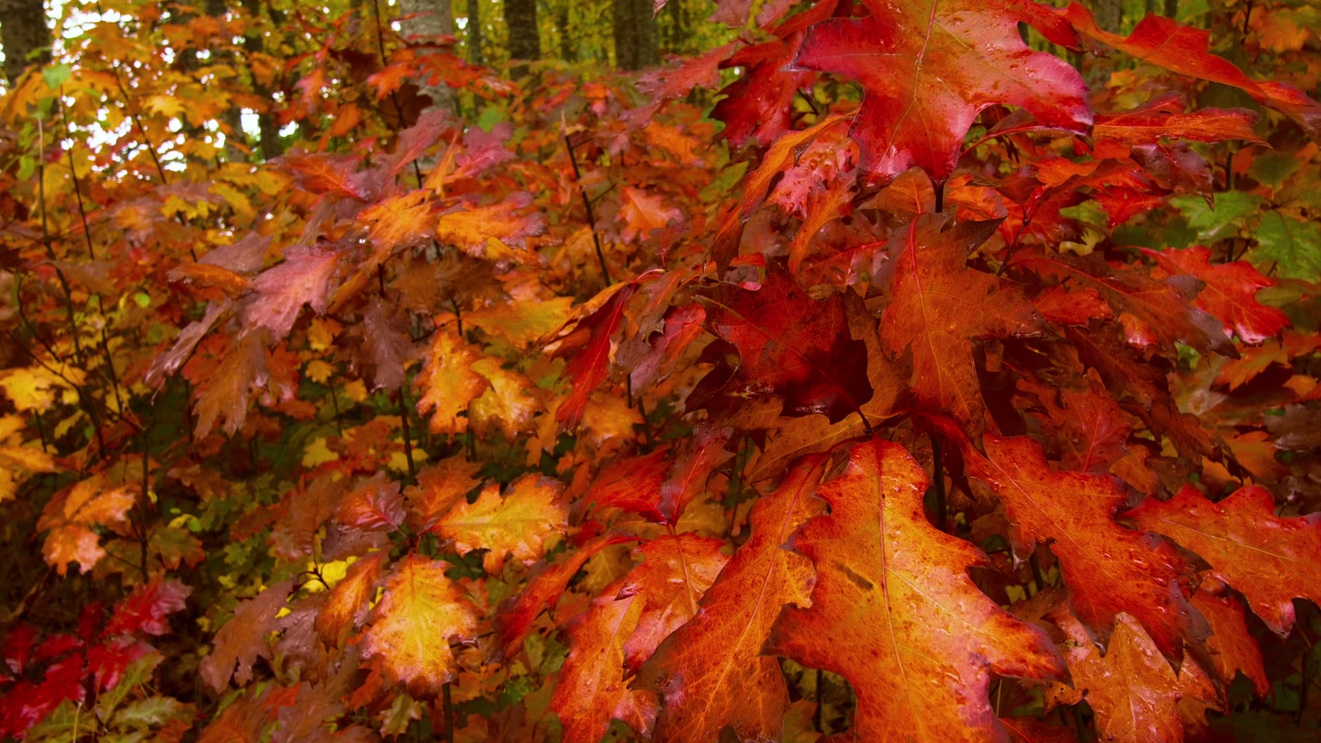 The video showcases a vibrant display of autumn foliage.