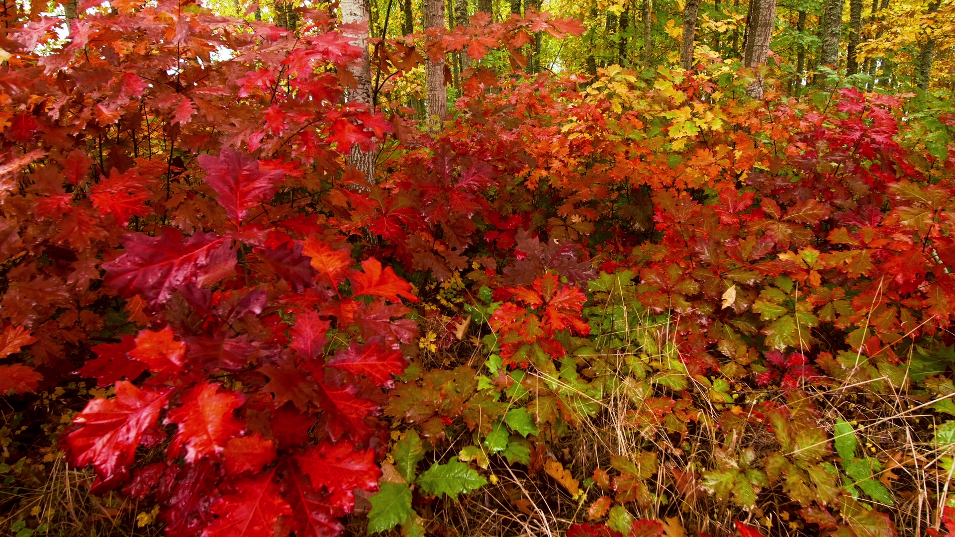 A vibrant display of autumn foliage in a forest, showcasing rich red, orange, and yellow leaves illuminated by sunlight filtering through the trees.