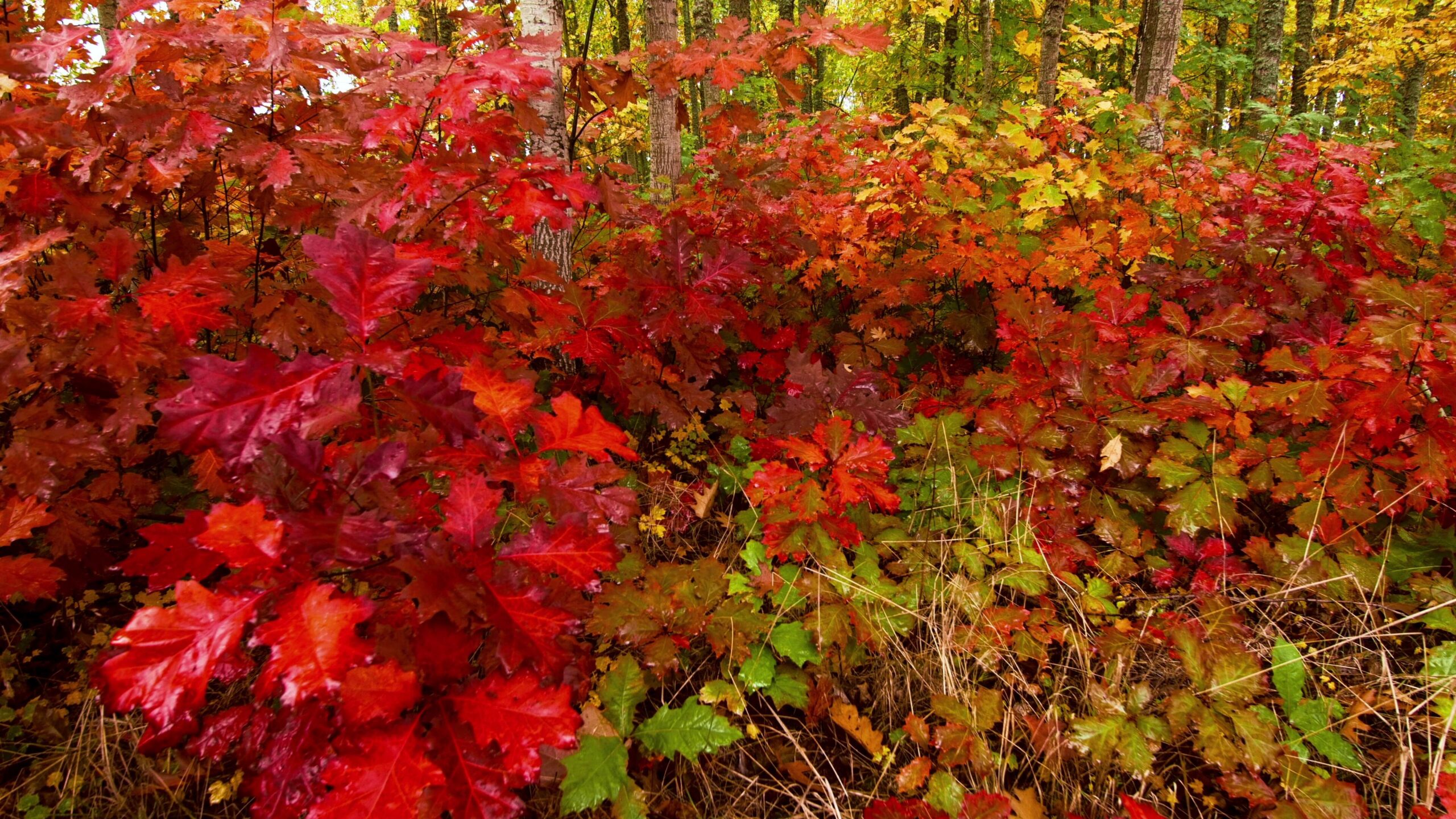 4K video of a dense forest scene with vibrant red, orange, and yellow autumn leaves covering the ground.