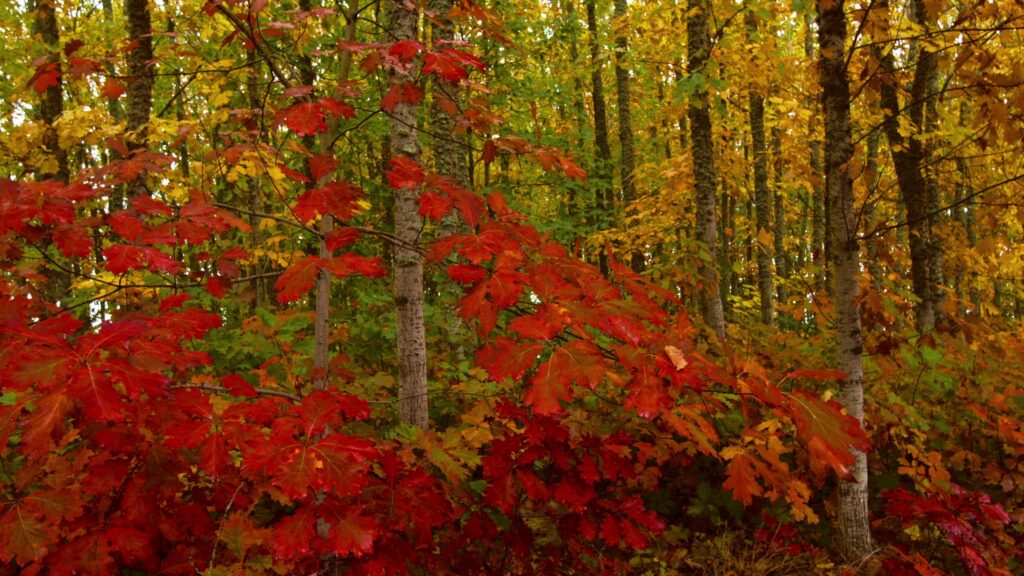 Autumn Forest Colors Vibrant Leaves 4K Video