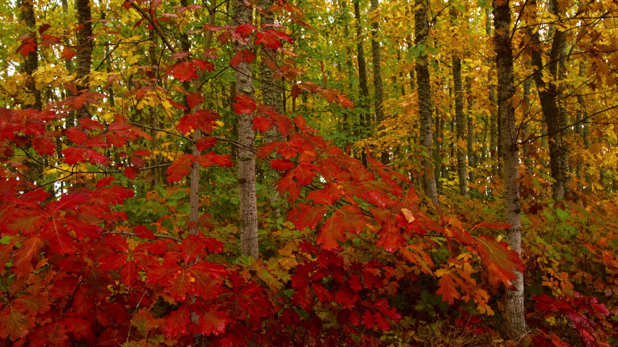Vibrant autumn leaves cascade across tree canopies under diffused sunlight, blending fiery reds with warm golds and lingering emerald greens within serene forest backdrop.