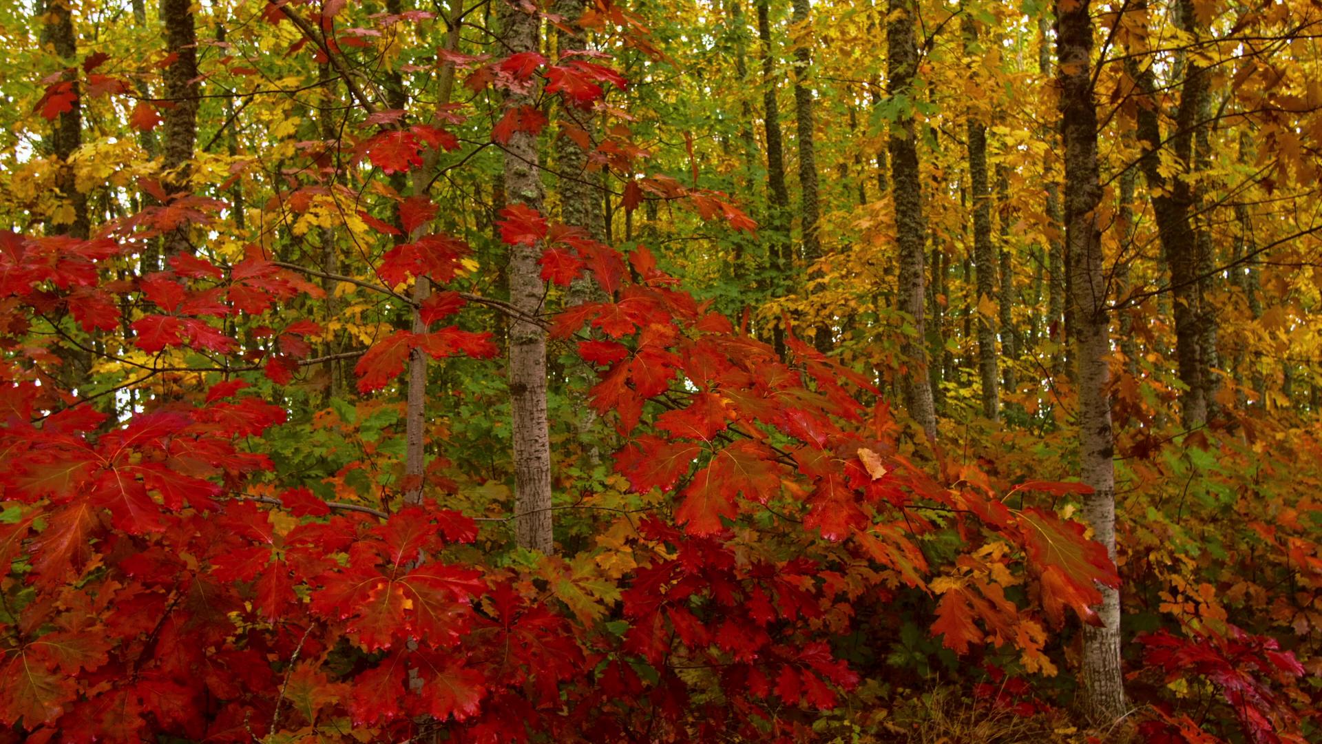 A forest in autumn with vibrant red and yellow leaves.