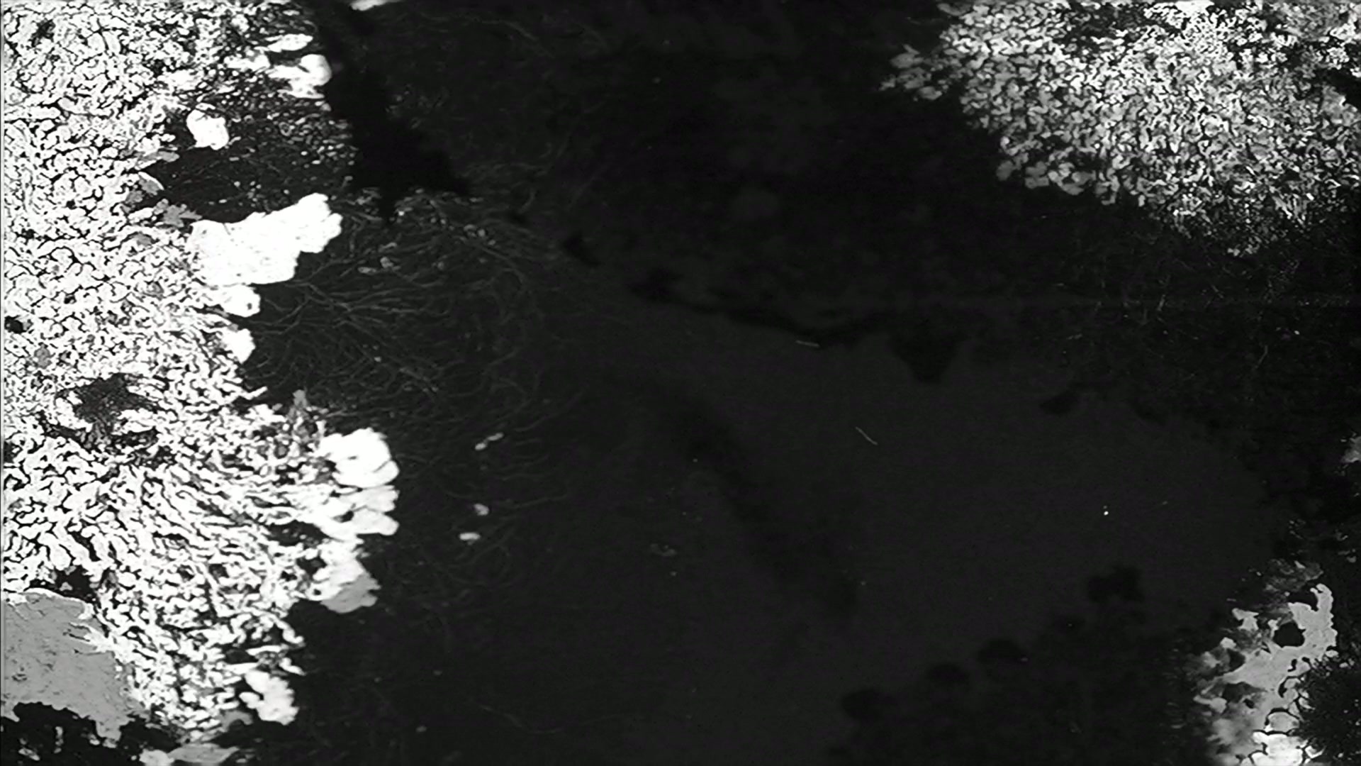 Animated video loop of flickering, vintage film leader with water damage.