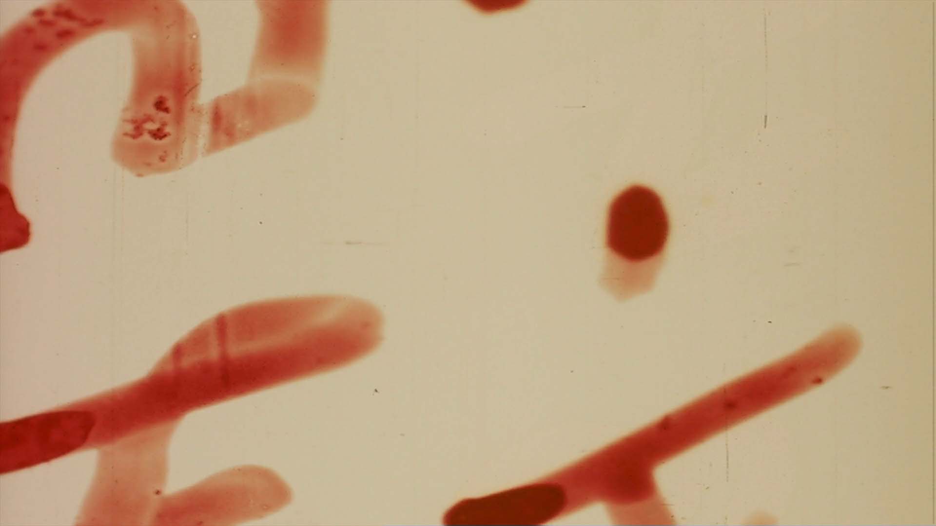 A looping video of distressed film leader with flickering dust, scratches and writing.