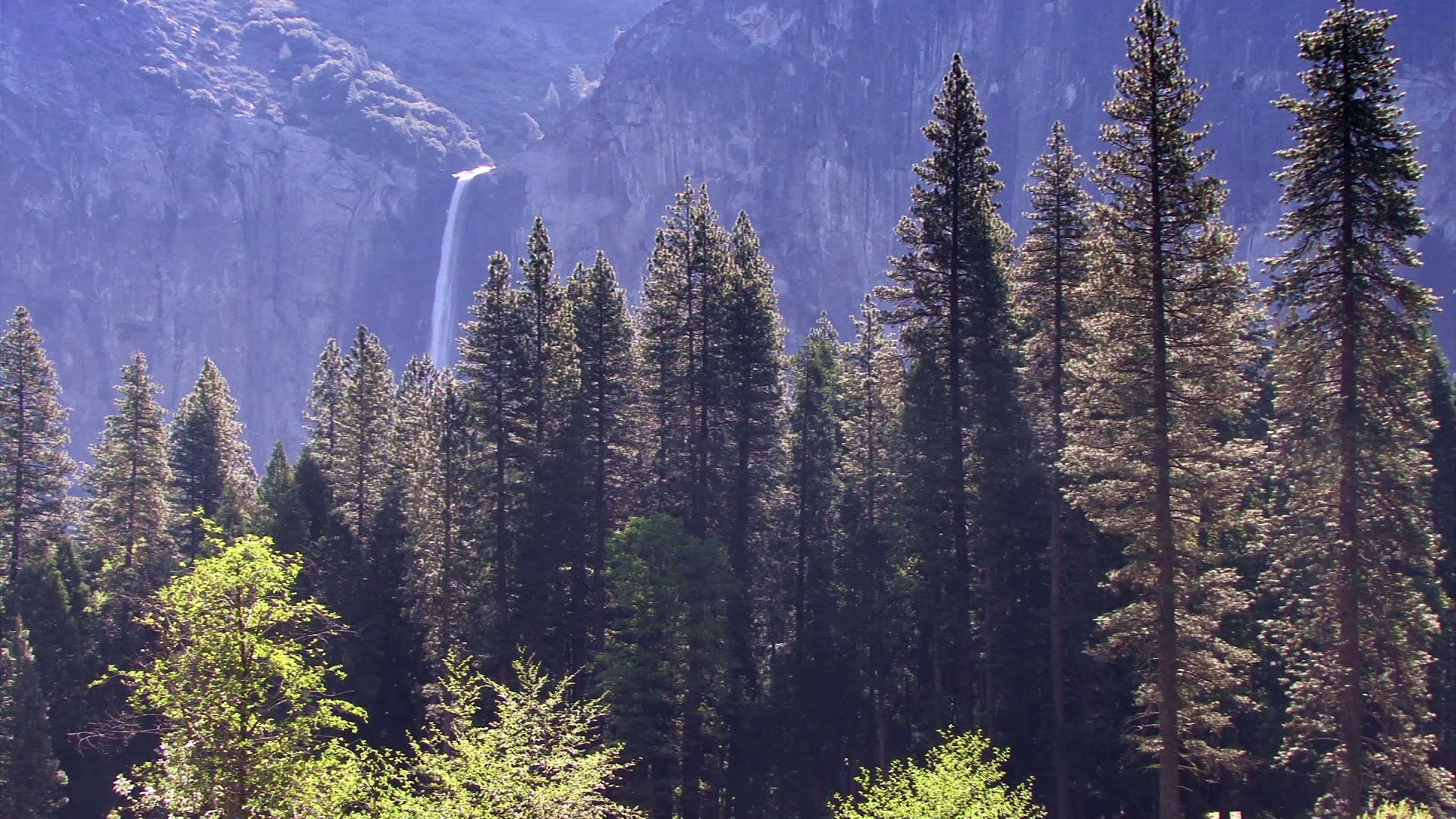 The video captures a stunning natural landscape dominated by tall evergreen trees, stretching upwards toward a clear blue sky.