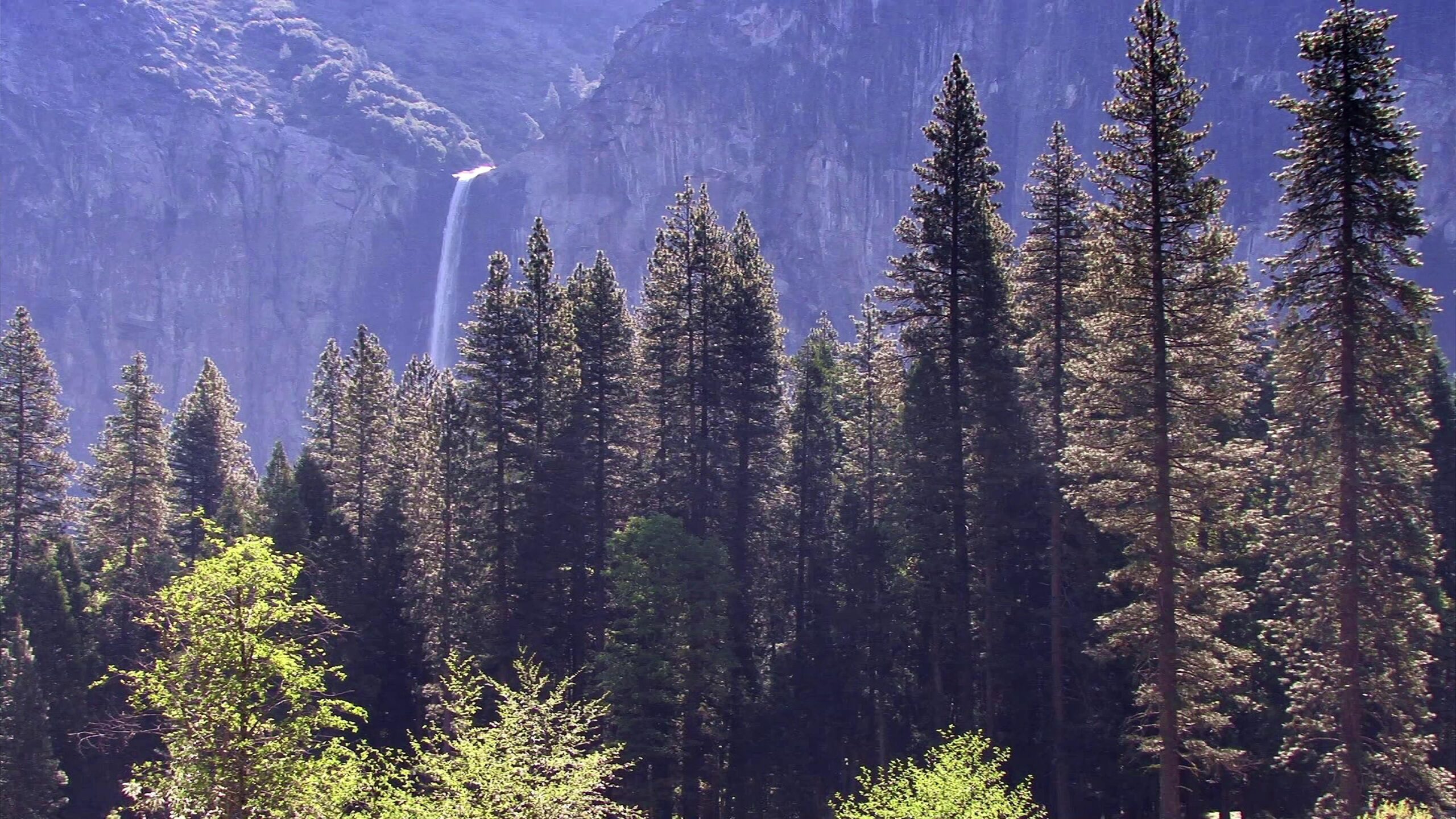 Serene waterfall behind tall pine trees under sunlit mountains.