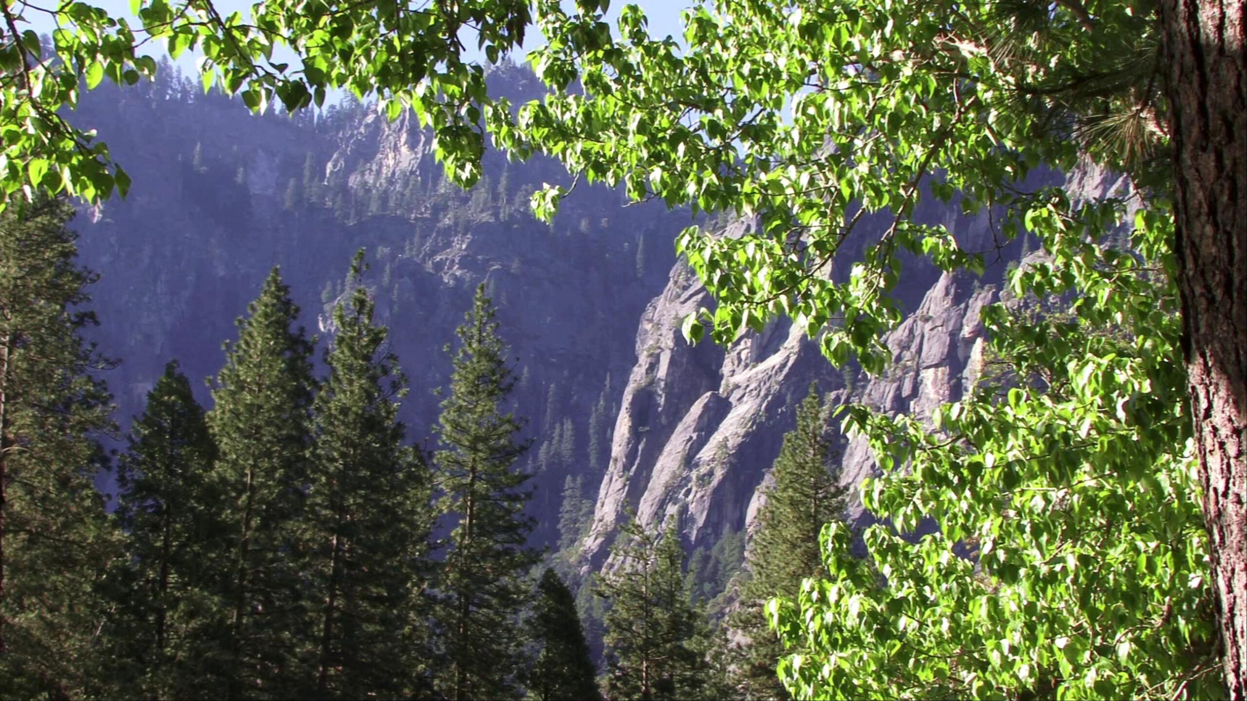 A breathtaking 4K video view of verdant trees and rocky mountains under a clear blue sky.