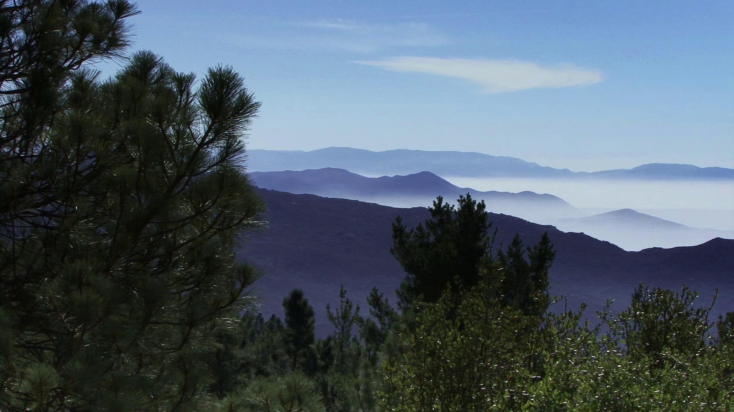 Pine Trees Framing Misty Mountain Landscape Under Clear Sky