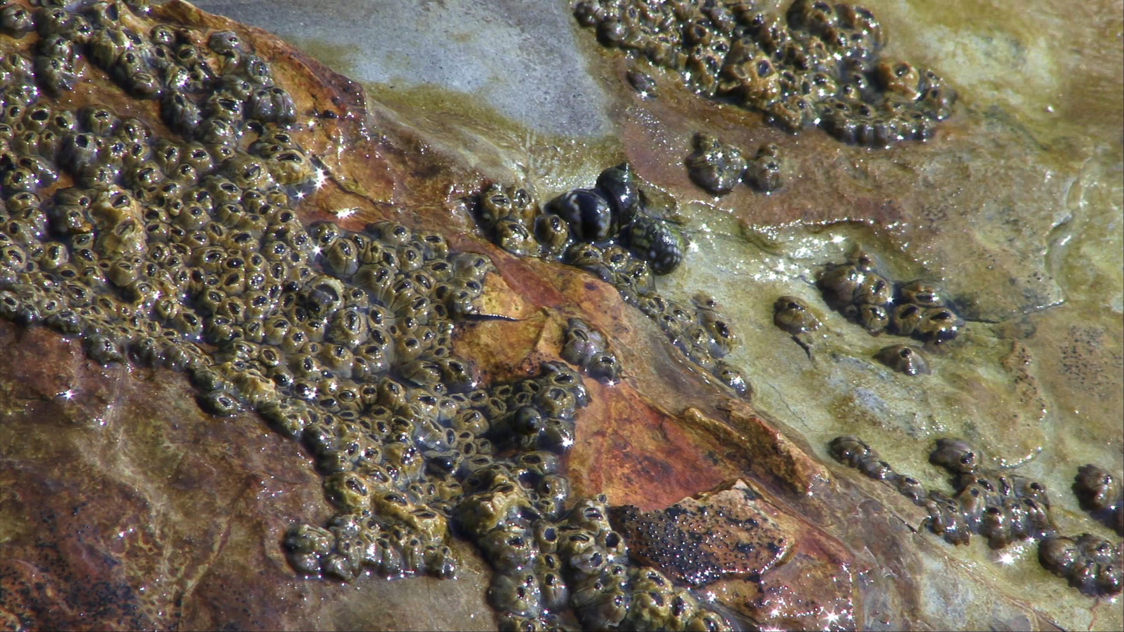 4K video close up of barnacles attached to wet rocky tide pool.