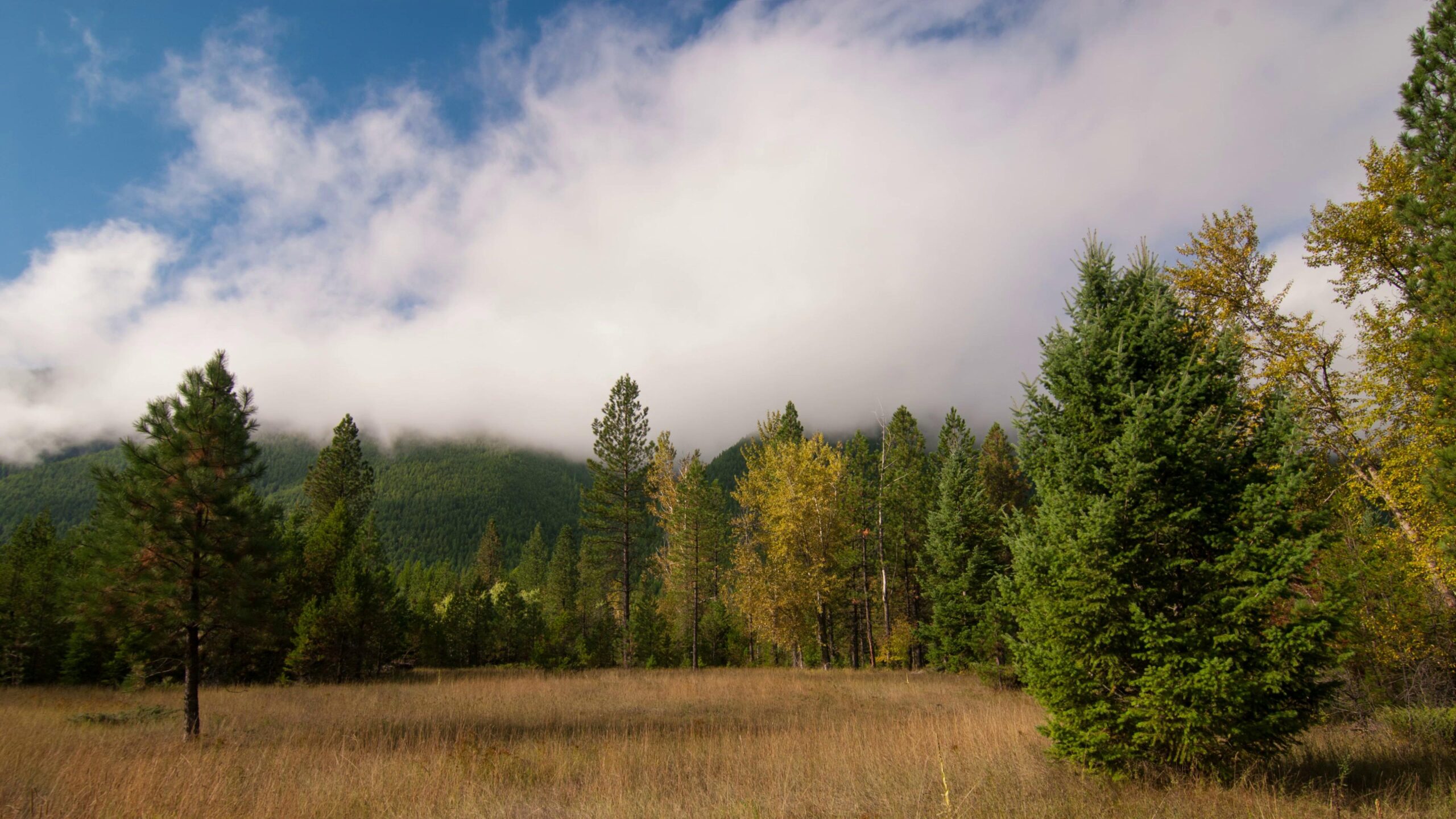 A serene 4K time-lapse landscape featuring a dense forest with a variety of trees, predominantly evergreens.