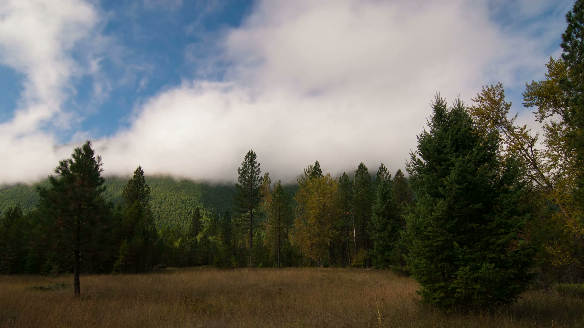 The video depicts a serene time-lapse landscape featuring a dense forest with a variety of trees, predominantly evergreens.
