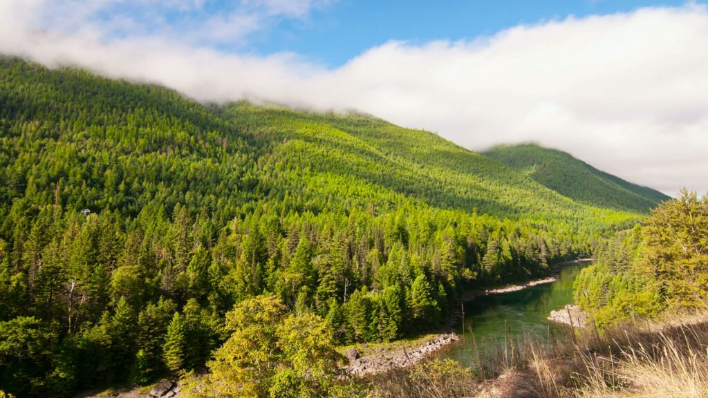 The video shows a time-lapse landscape featuring lush green hills covered with a dense canopy of evergreen trees near a river.