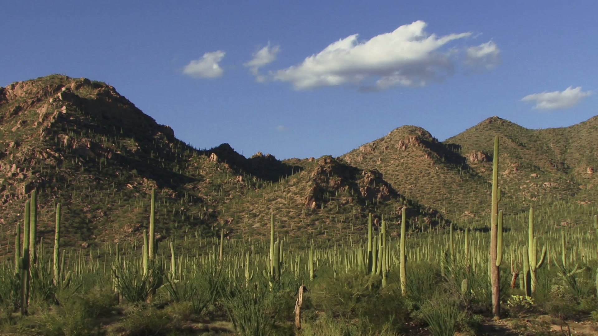 A stunning desert time-lapse landscape with towering saguaro cacti and rugged mountains under a clear blue sky.