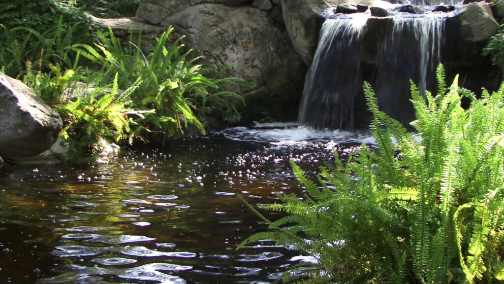 HD video of a peaceful waterfall surrounded by lush ferns and stones, reflecting sunlight on rippling water.
