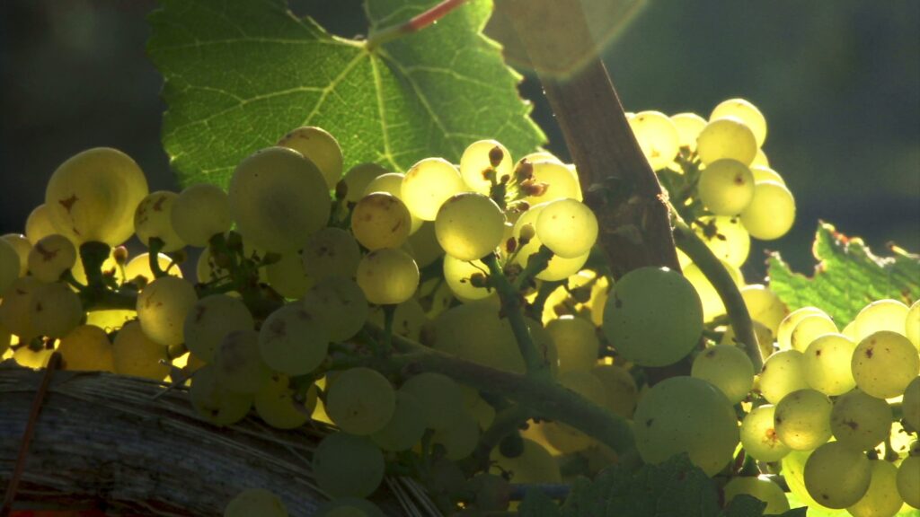 Glistening Grapes in Sunlight 4K Video