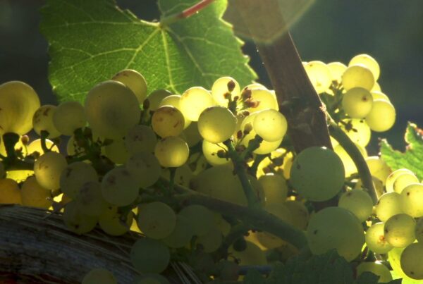 A cluster of ripe green grapes bathed in flickering sunlight, hanging on a vine with lush leaves, symbolizing a fruitful vineyard harvest.