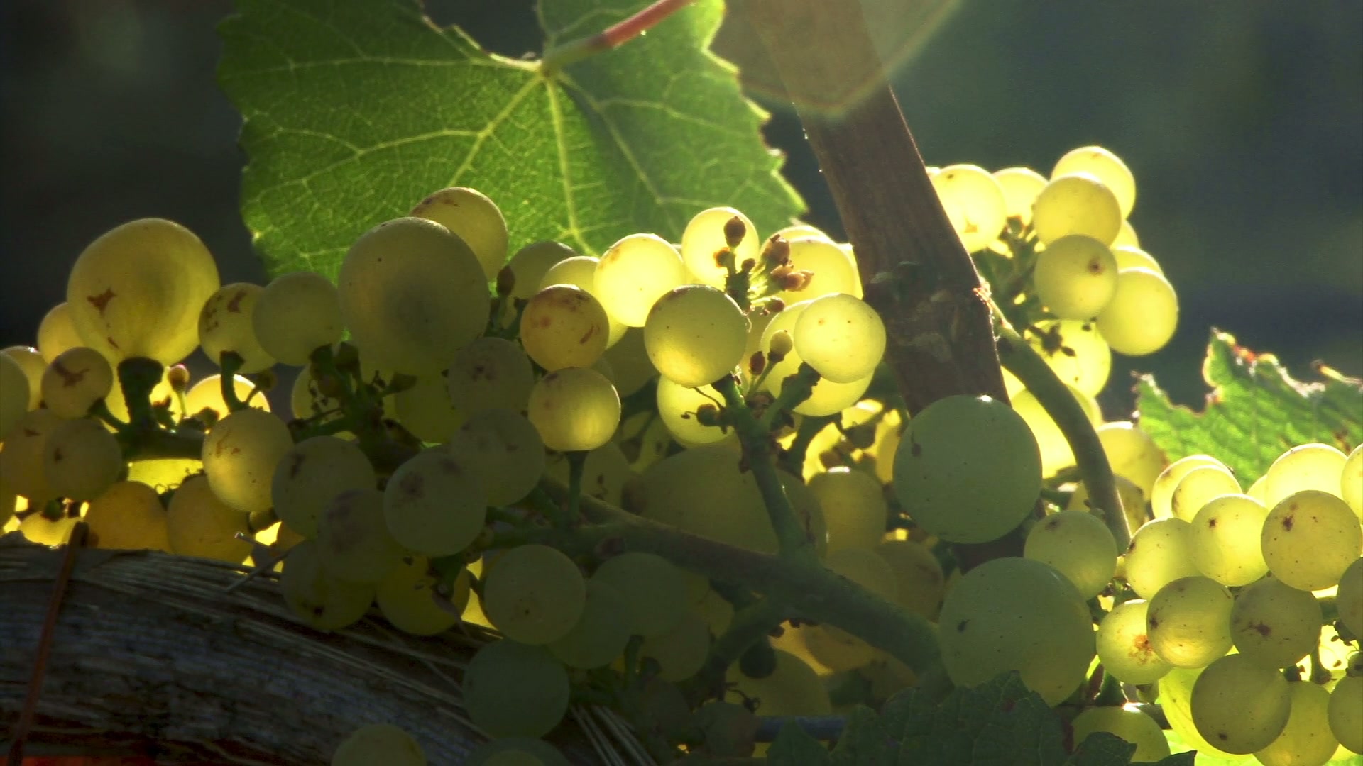 A cluster of ripe green grapes bathed in flickering sunlight, hanging on a vine with lush leaves, symbolizing a fruitful vineyard harvest.