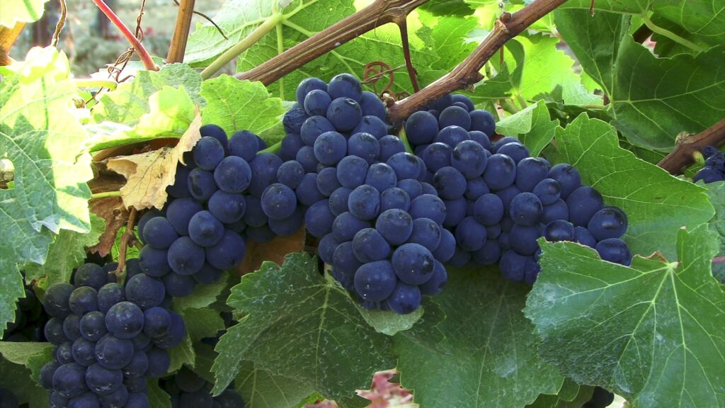 A cluster of ripe purple grapes hanging from a vine, surrounded by vibrant green leaves and illuminated by sunlight, depicting a picturesque vineyard scene.