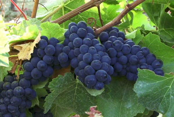 A cluster of ripe purple grapes hanging from a vine, surrounded by vibrant green leaves and illuminated by sunlight, depicting a picturesque vineyard scene.