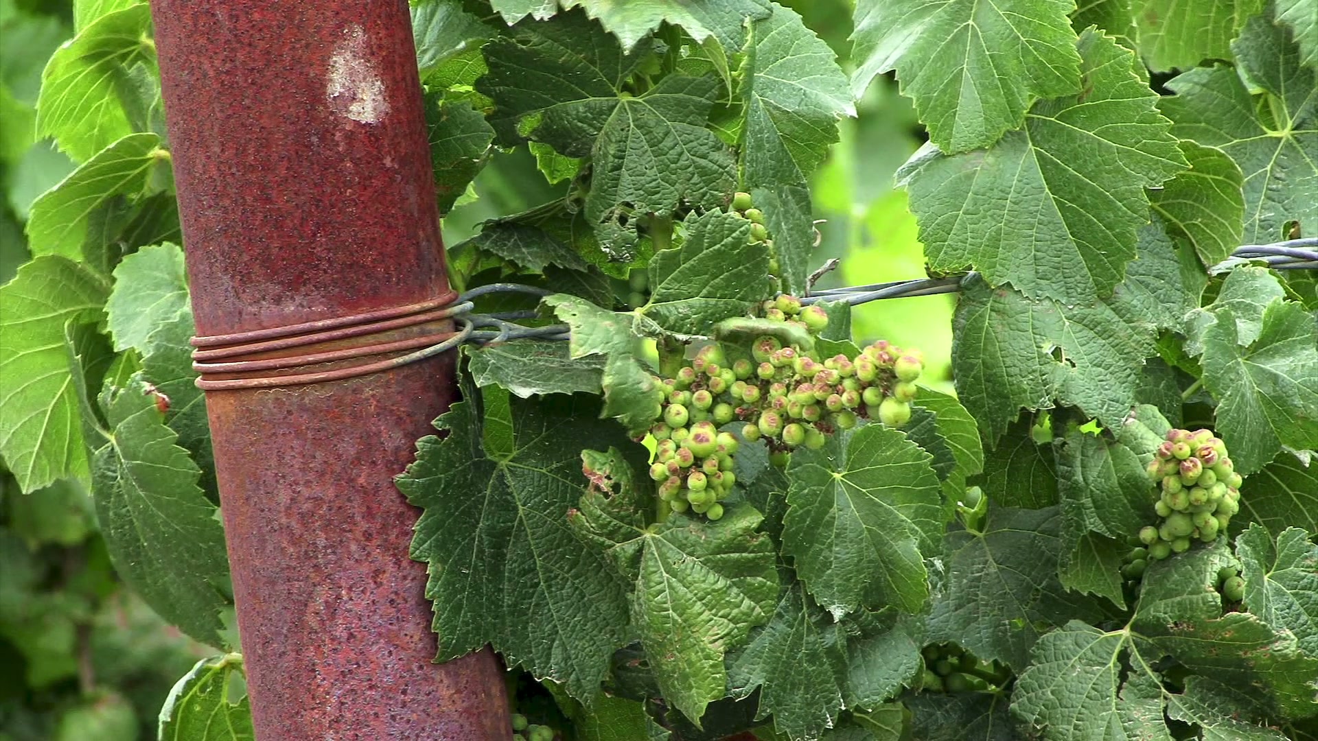 Close-up video of young green grape clusters and leaves on a vine, supported by a rusty metal pole and wire in a vineyard setting, portraying early-stage grape cultivation.