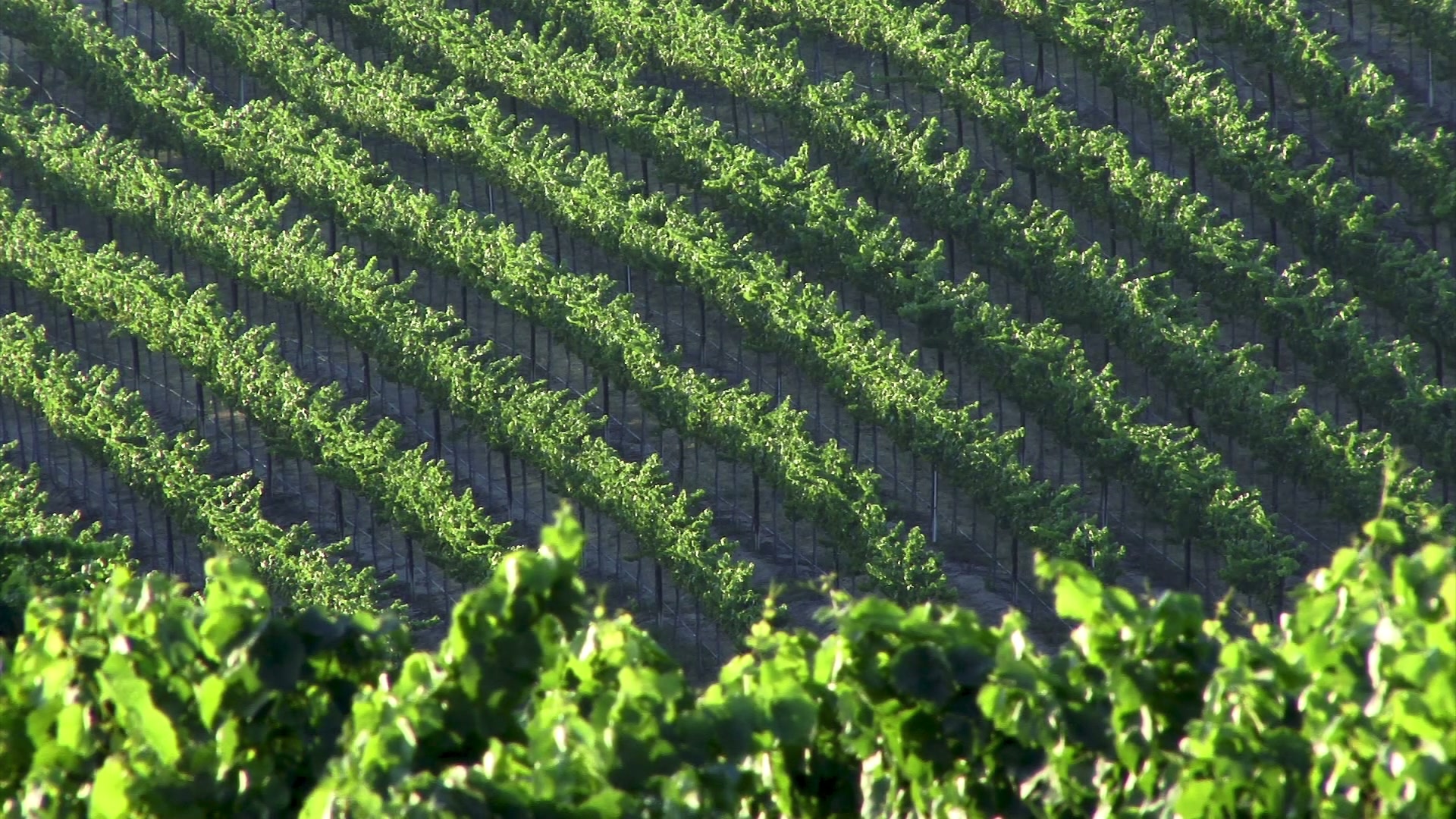 Video of a sunlit vineyard, showcasing neatly aligned rows of vibrant green grapevines, thriving under the warm sunlight, conveying a sense of natural abundance and tranquility.