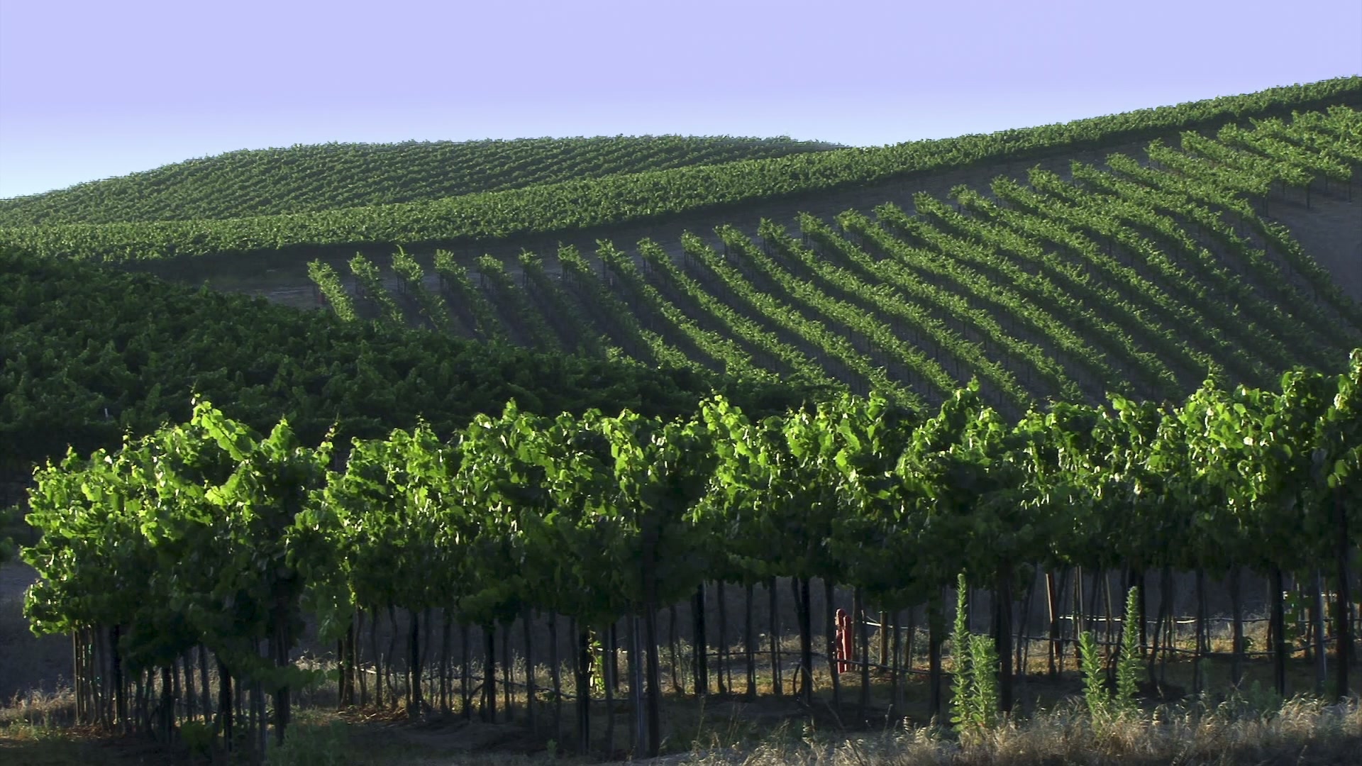 Scenic vineyard with lush green rows of grapevines stretching over rolling hills under a clear blue sky, capturing the beauty and symmetry of nature in winemaking.