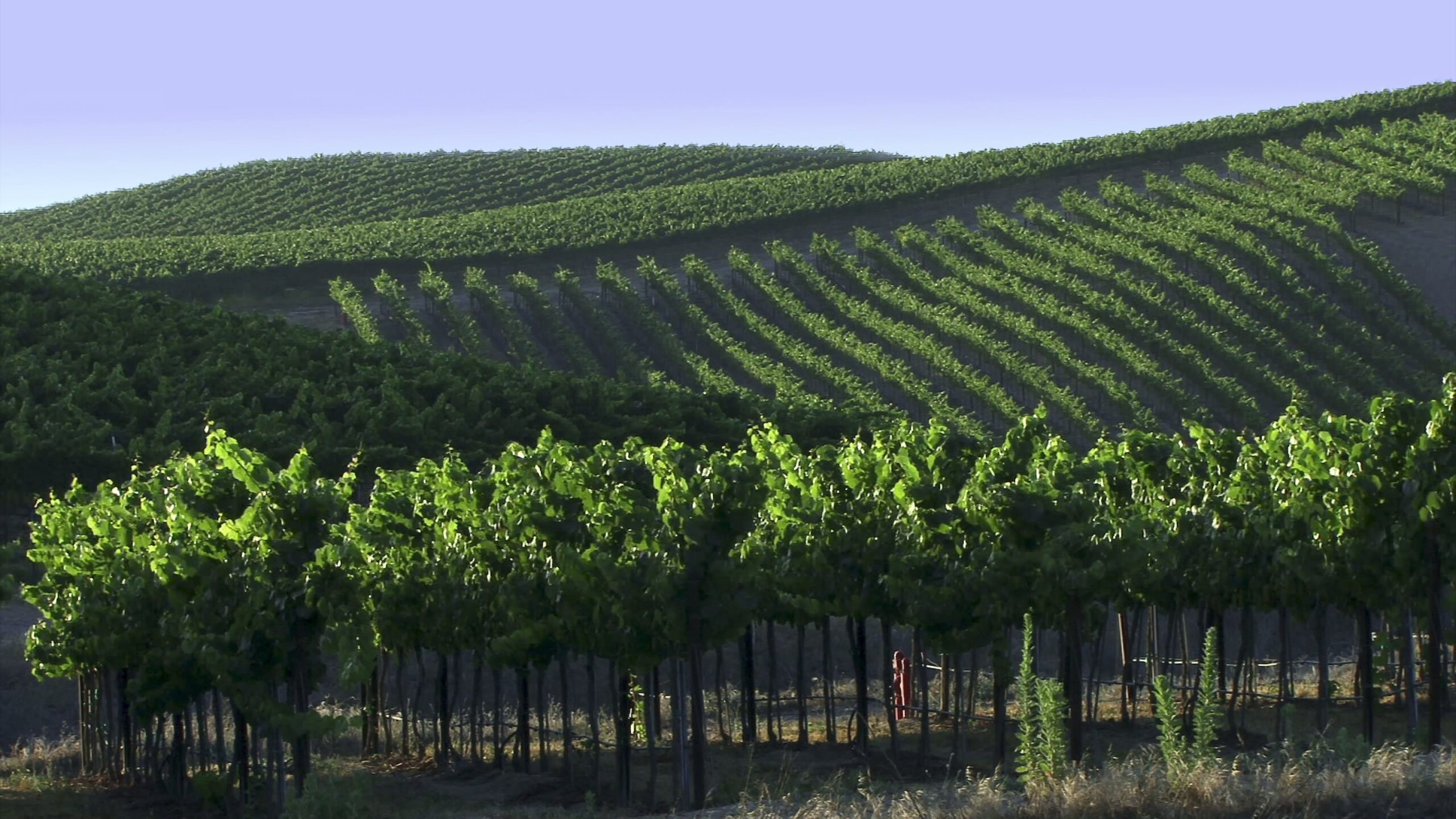 A panoramic 4K video view of a verdant vineyard on rolling hills under a clear blue sky, showcasing neatly aligned grapevines and lush agricultural symmetry.